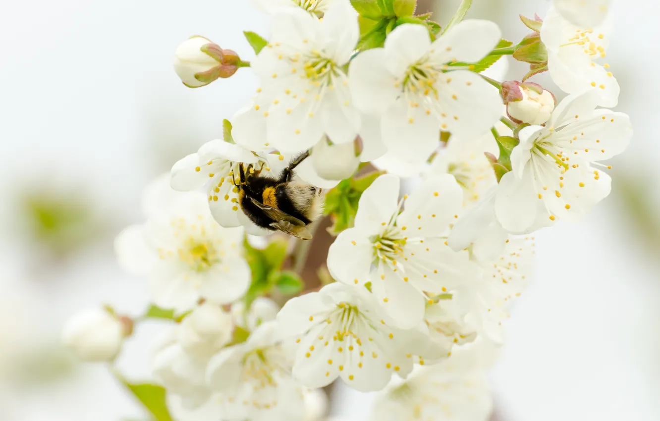 Photo wallpaper cherry, branch, spring, insect, bumblebee, flowering