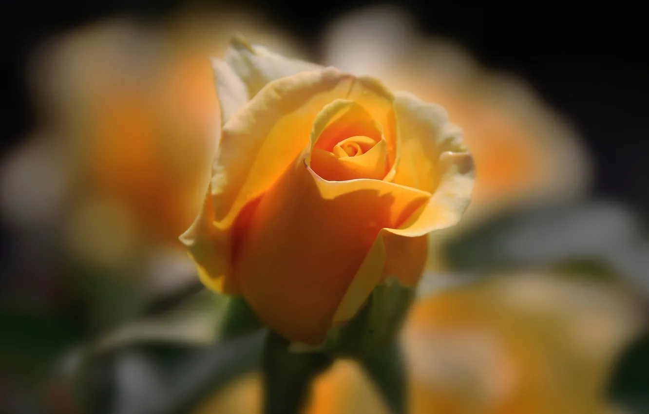 Photo wallpaper macro, roses, buds, yellow rose, razmytost