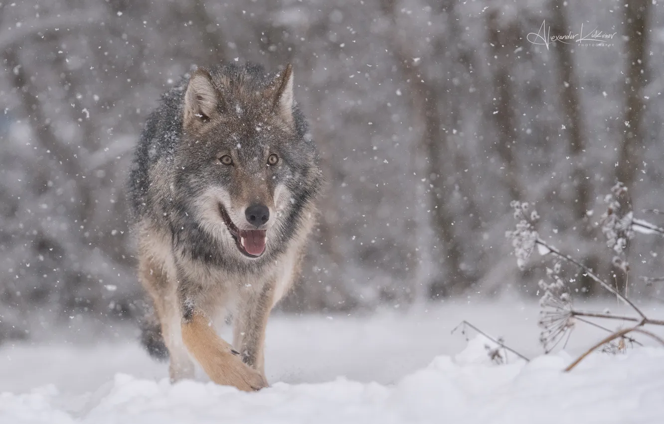 Photo wallpaper wolf, snowfall, Alexander Kukanov, forest orderly