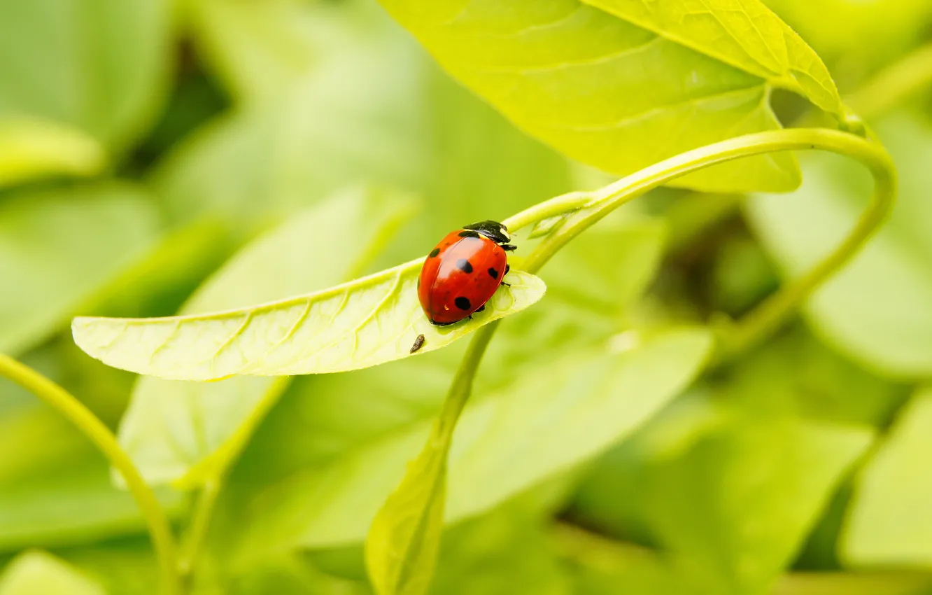 Photo wallpaper grass, red, green, ladybug
