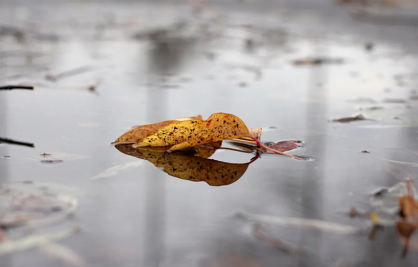 Photo wallpaper autumn, leaves, water, yellow, puddle