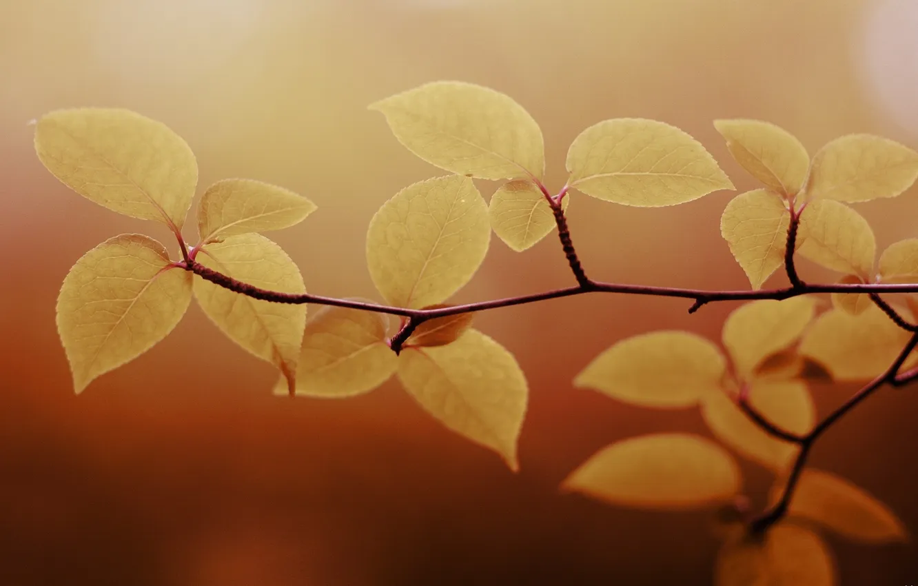 Photo wallpaper leaves, macro, branches, yellow, nature, photo, background, Wallpaper
