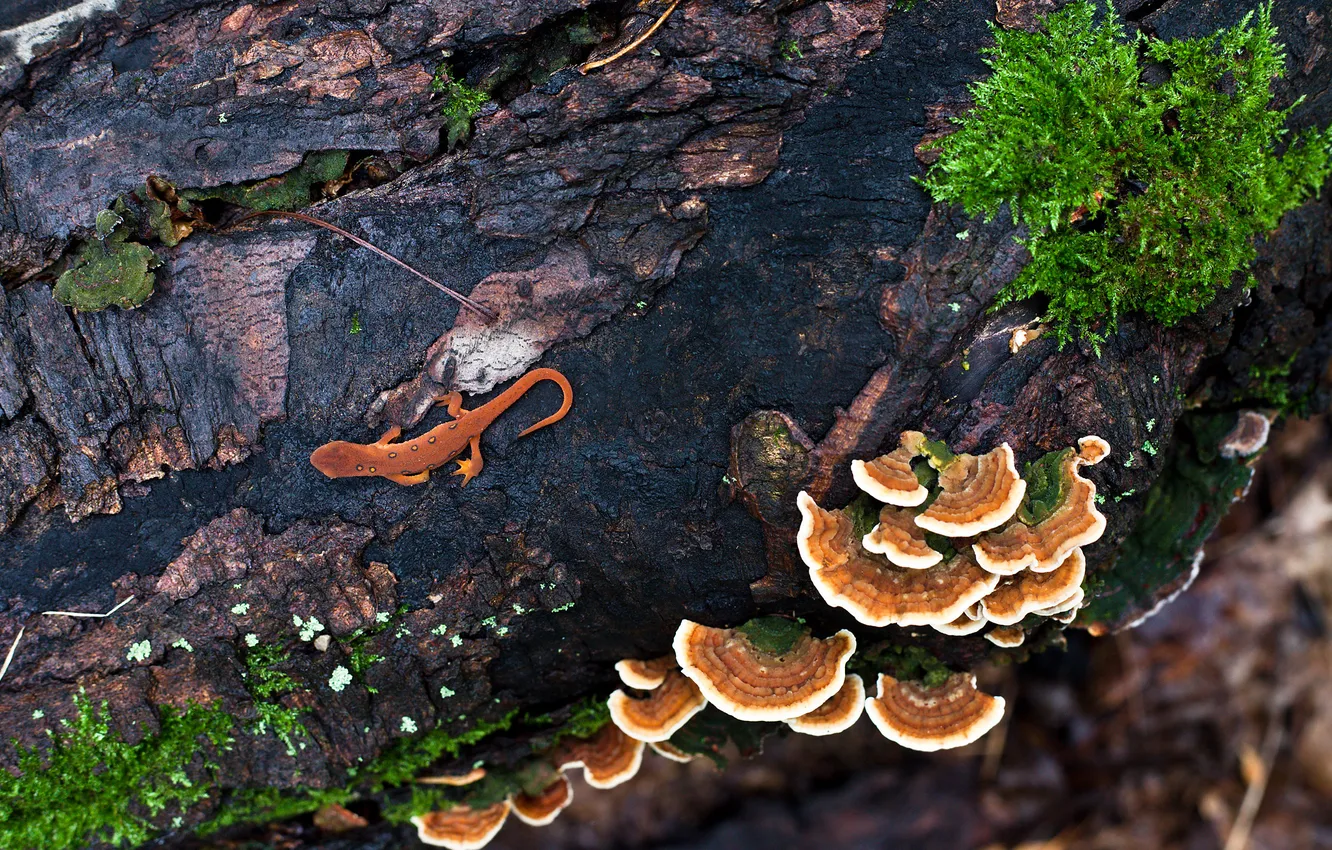 Photo wallpaper trees, mushrooms, lizard