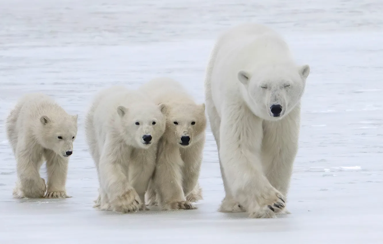 Photo wallpaper winter, snow, nature, polar bear, polar bears
