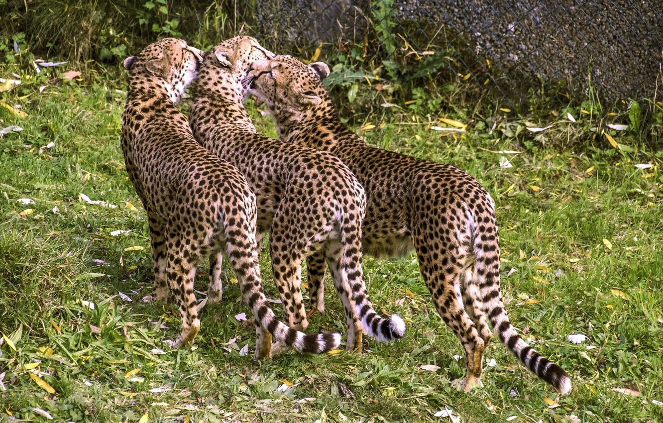 Photo wallpaper love, trio, wild cat, cheetahs, Trinity, Swedish family