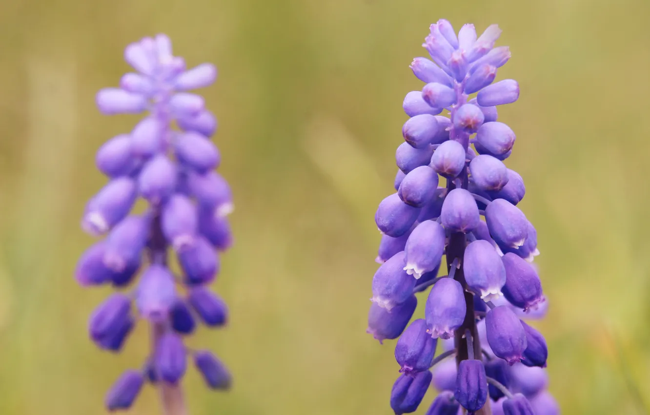 Photo wallpaper blue, flowers, Grape Hyacinths
