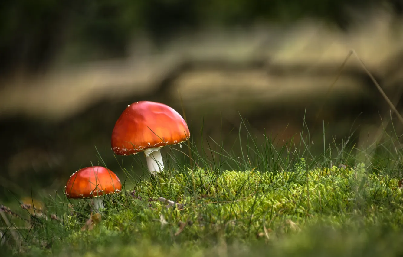 Photo wallpaper forest, nature, mushrooms