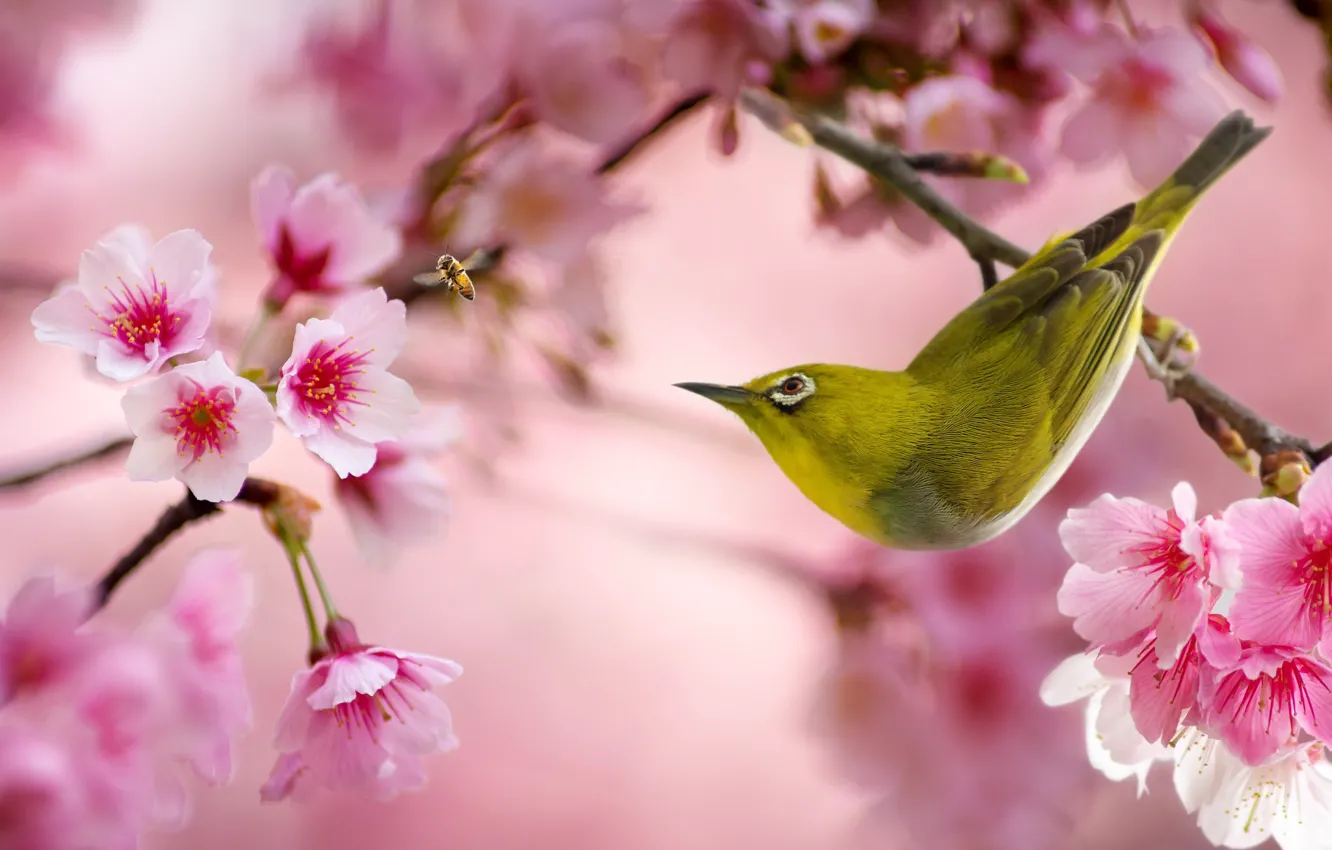 Photo wallpaper flowers, branches, cherry, bee, bird, Sakura, flowering, Japanese white-eye