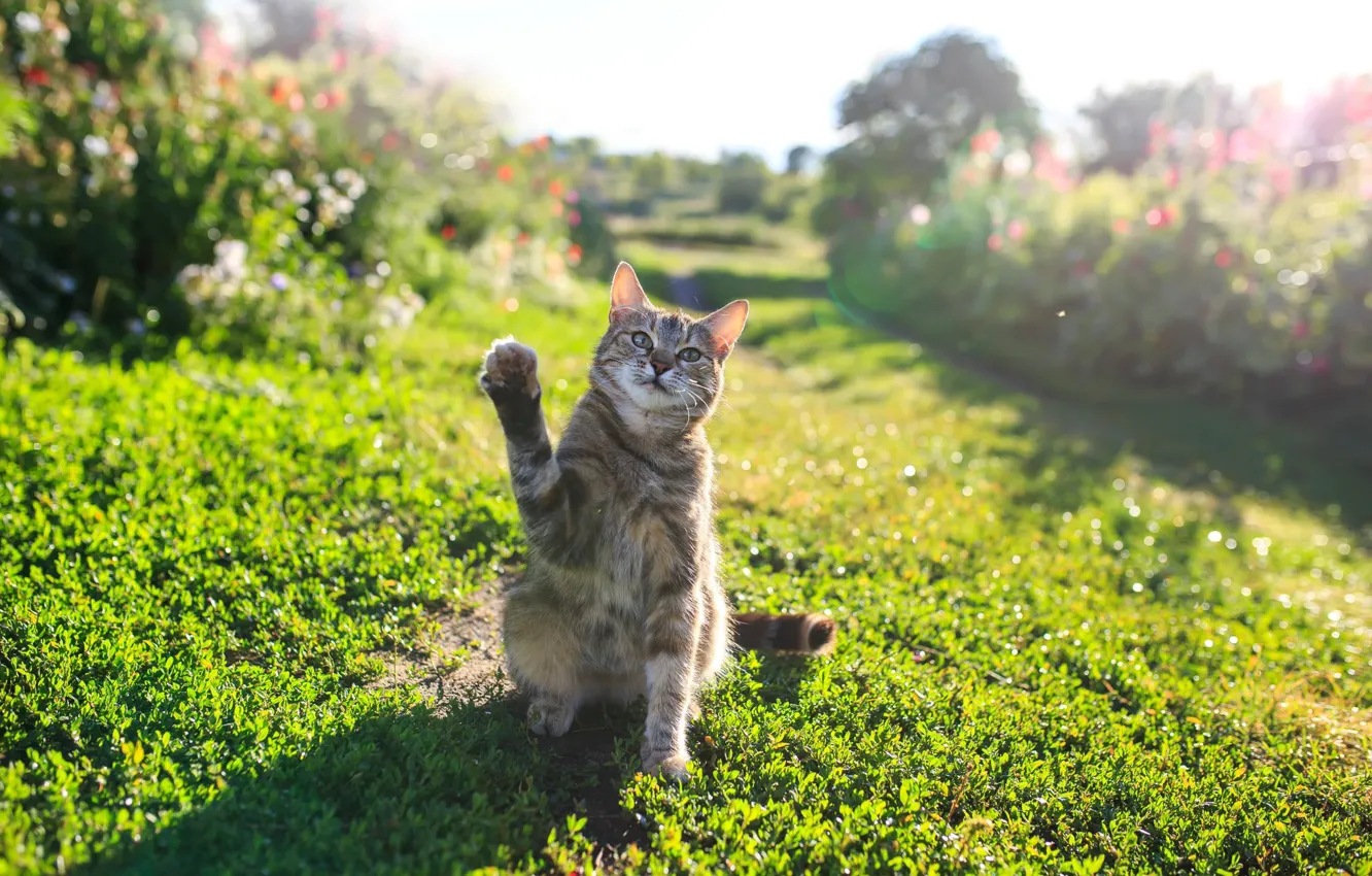 Photo wallpaper greens, cat, summer, grass, cat, light, flowers, nature