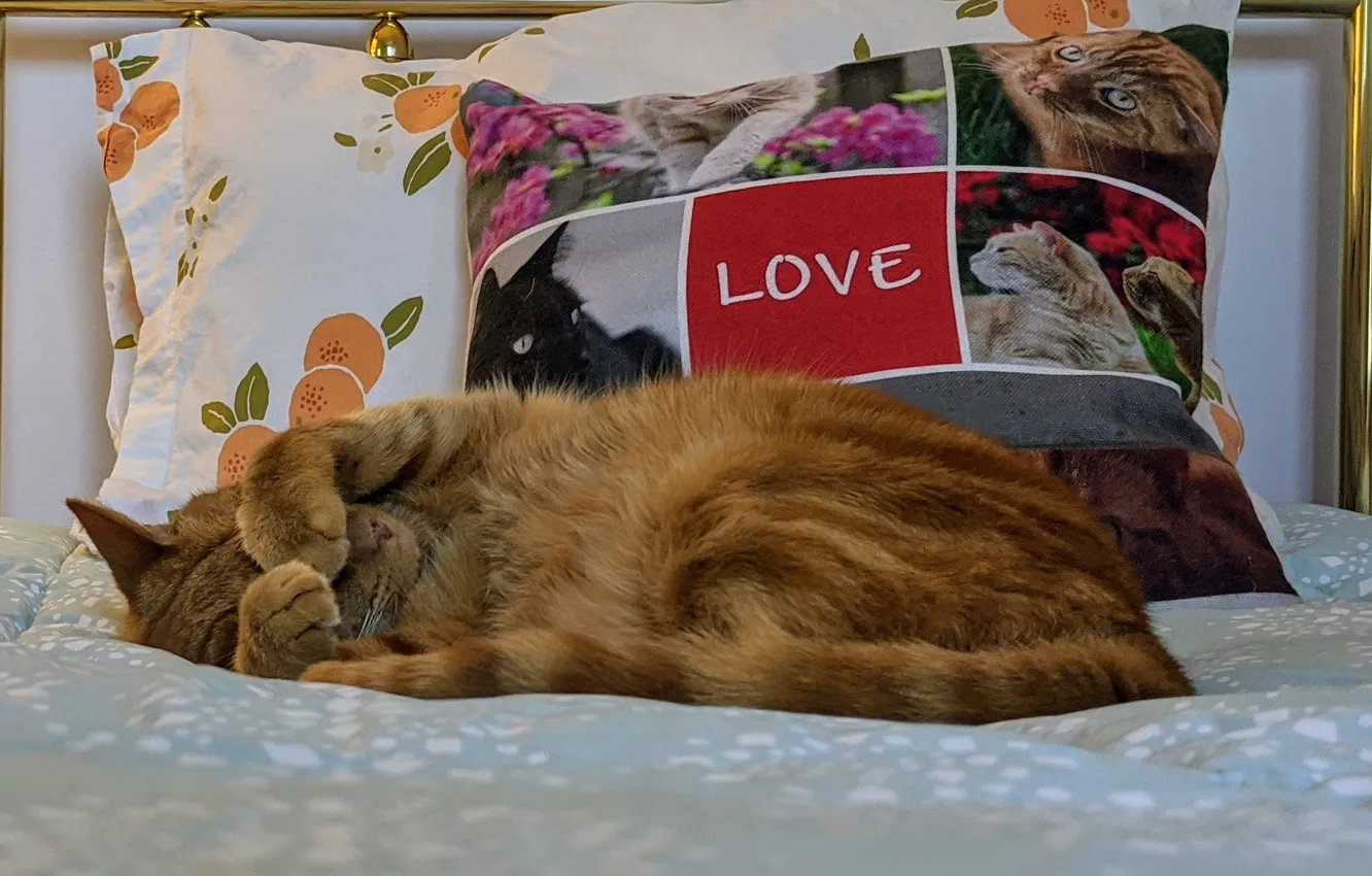 Photo wallpaper cat, bed, pillow, sleeping, red
