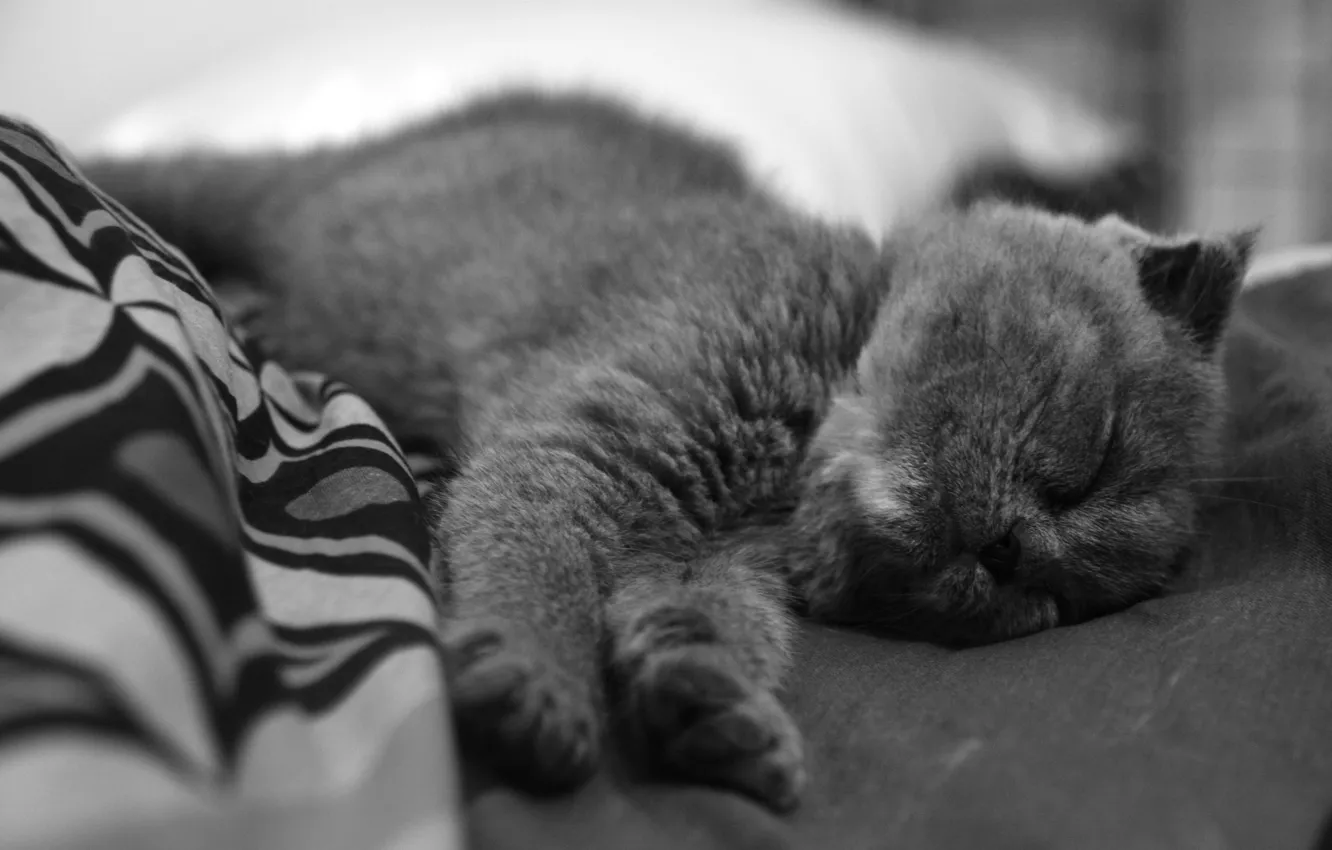 Photo wallpaper kitty, nose, sleeping