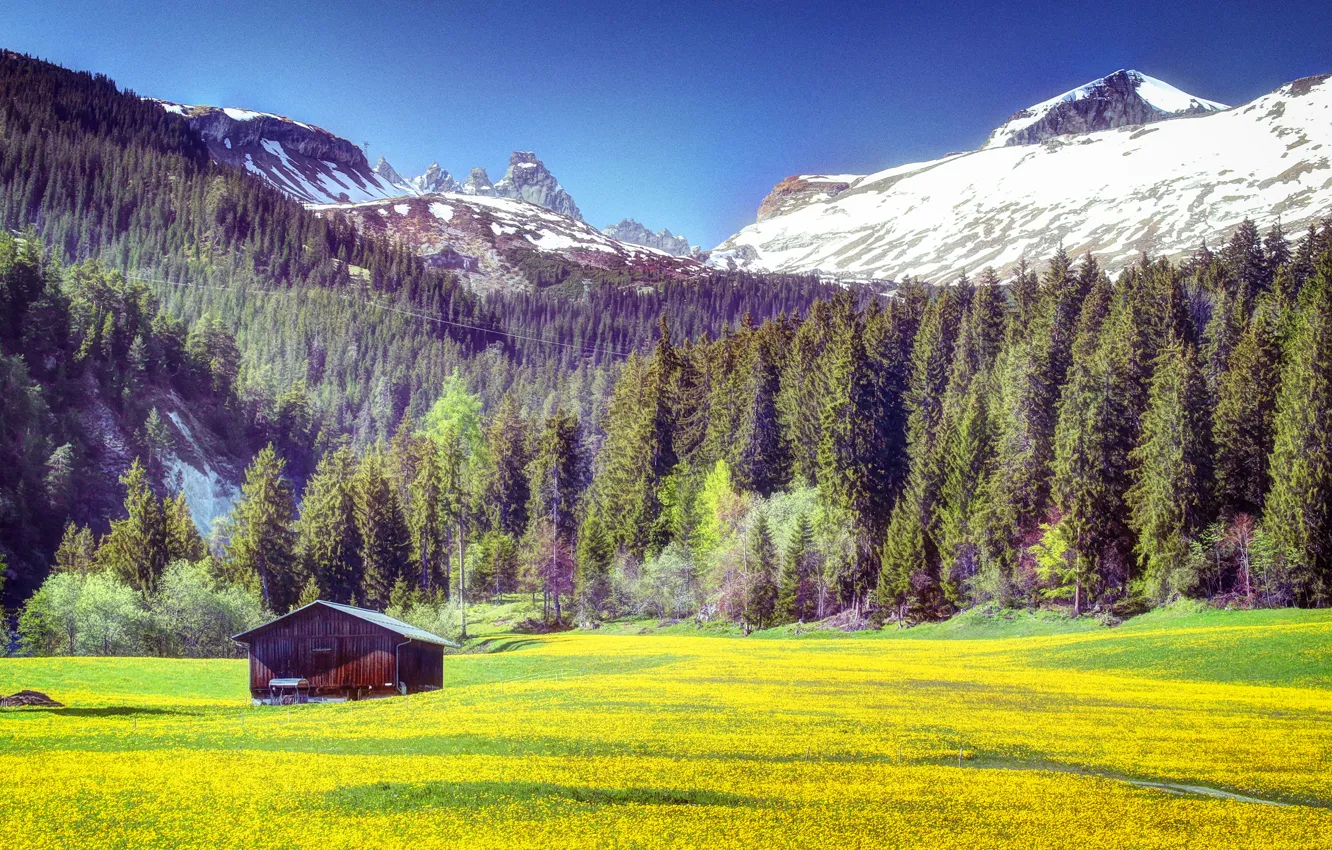 Photo wallpaper field, forest, grass, trees, flowers, mountains, yellow, house