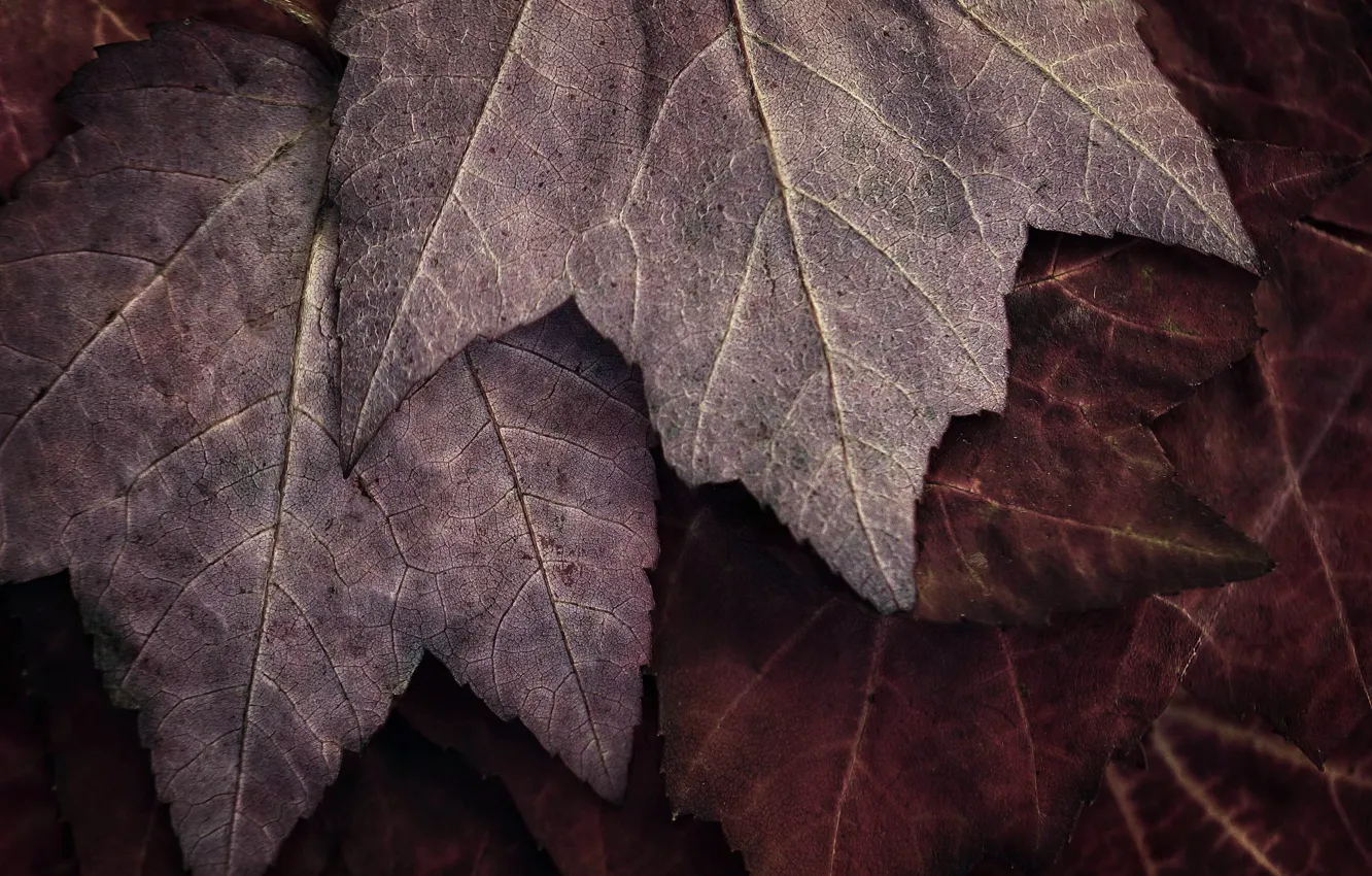 Photo wallpaper leaves, macro, nature