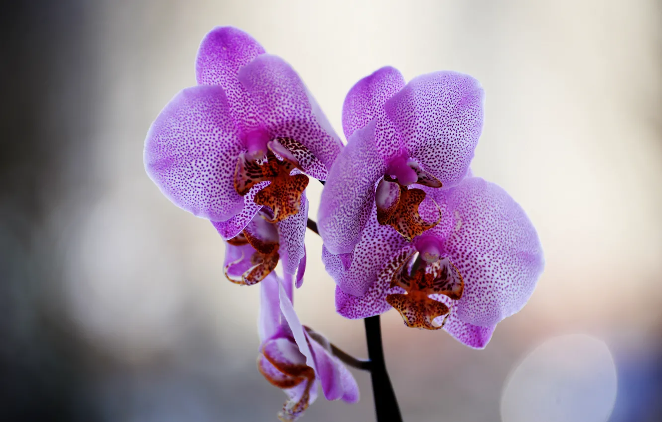 Photo wallpaper flowers, background, Orchid, Phalaenopsis