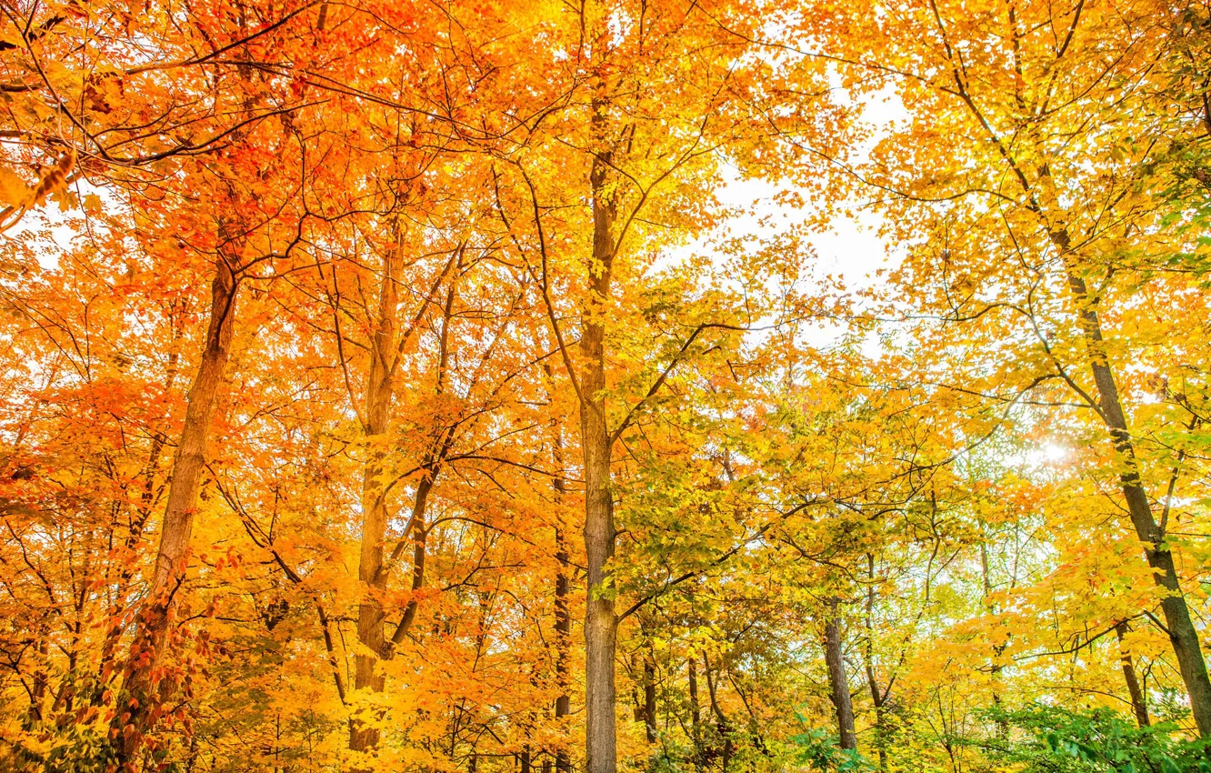 Photo wallpaper autumn, forest, trees, color, beauty, bright, yellow