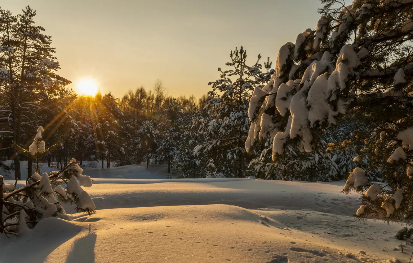 Photo wallpaper winter, forest, the sun, rays, snow, landscape, sunset, nature