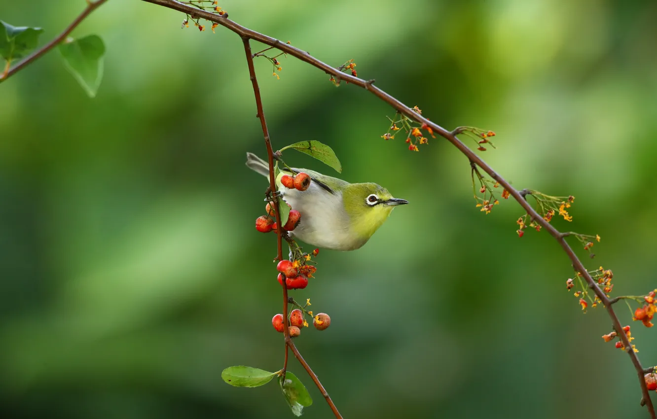 Photo wallpaper branches, nature, berries, bird, white eye, white - eyed warbler