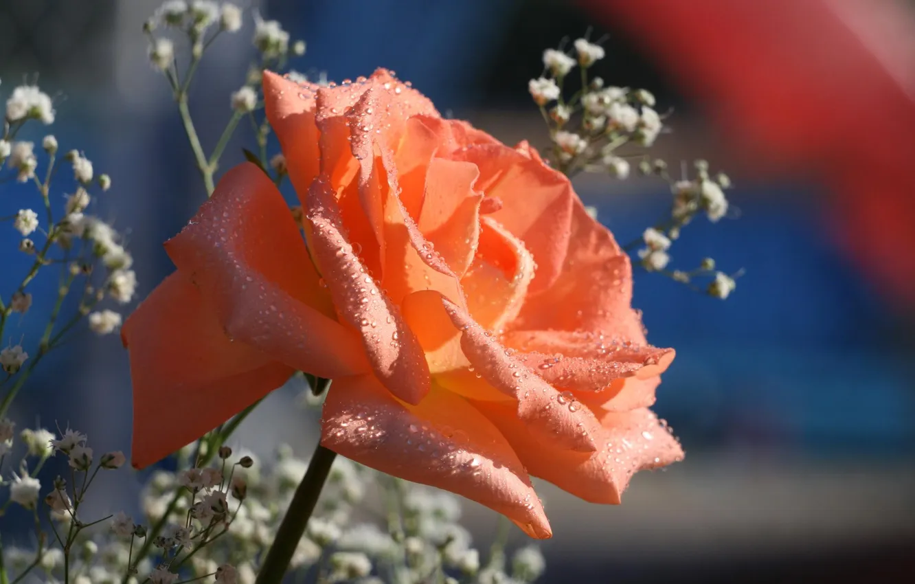 Photo wallpaper flowers, Rosa, roses
