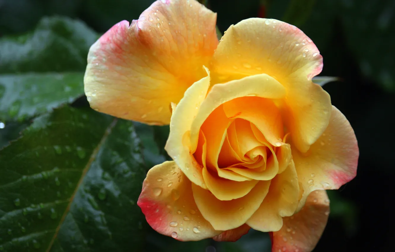 Photo wallpaper leaves, drops, macro, yellow, roses