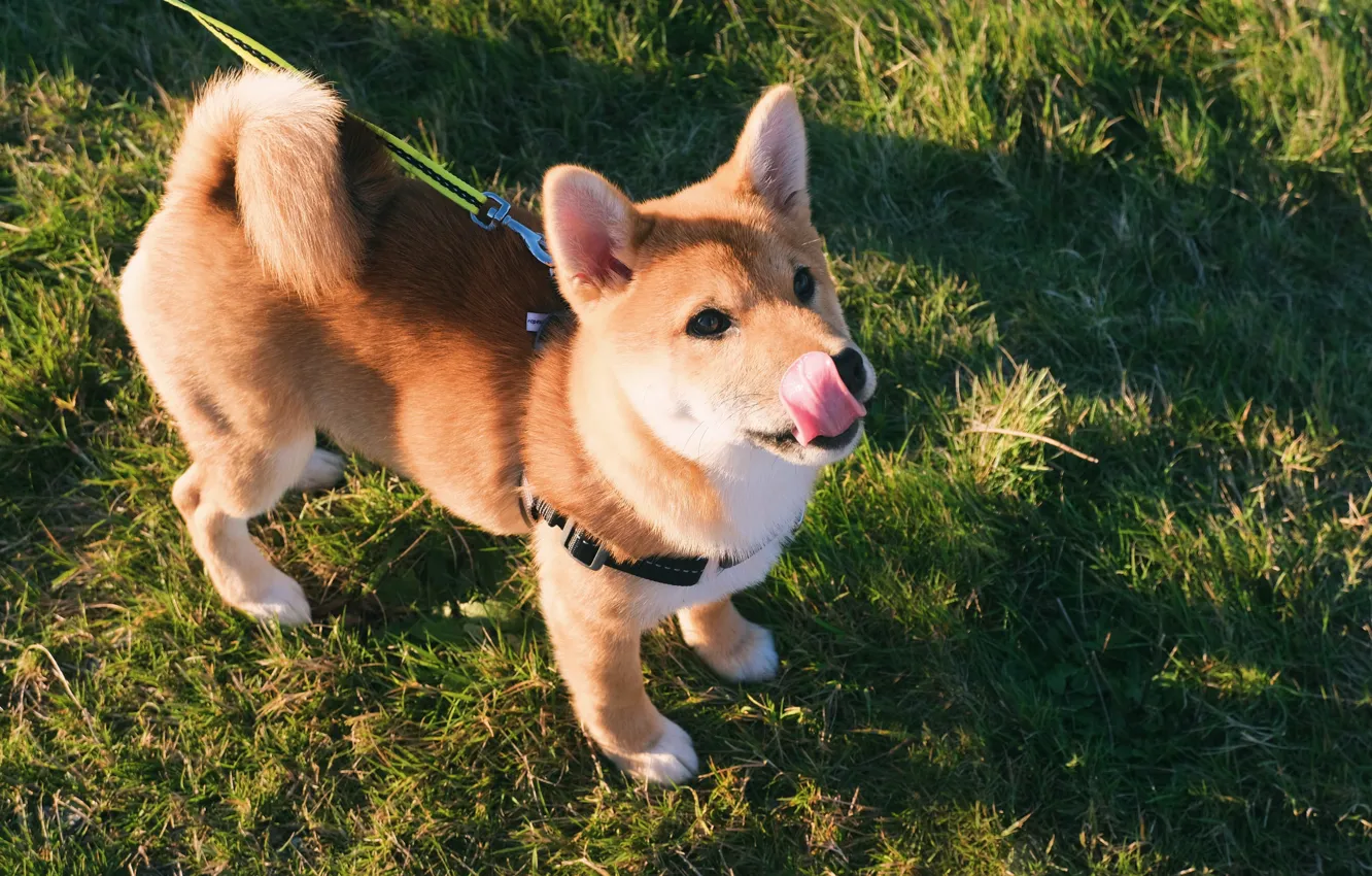 Photo wallpaper grass, licked, Shiba