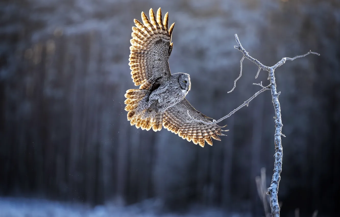 Photo wallpaper winter, forest, light, snow, flight, owl, bird, branch