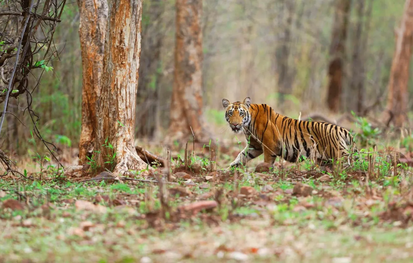 Photo wallpaper nature, tiger, animal, wild, big cat