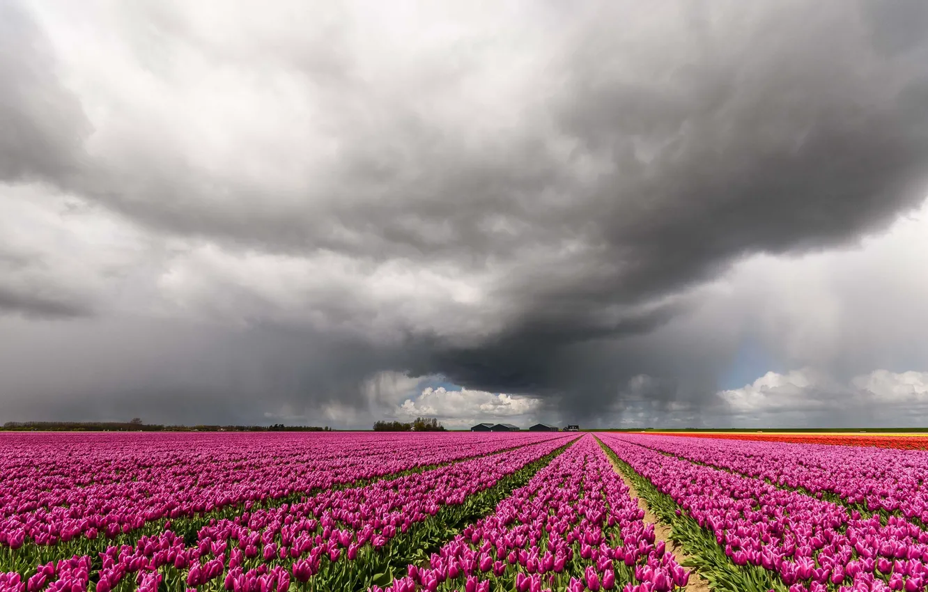 Photo wallpaper clouds, tulips, Netherlands, plantation