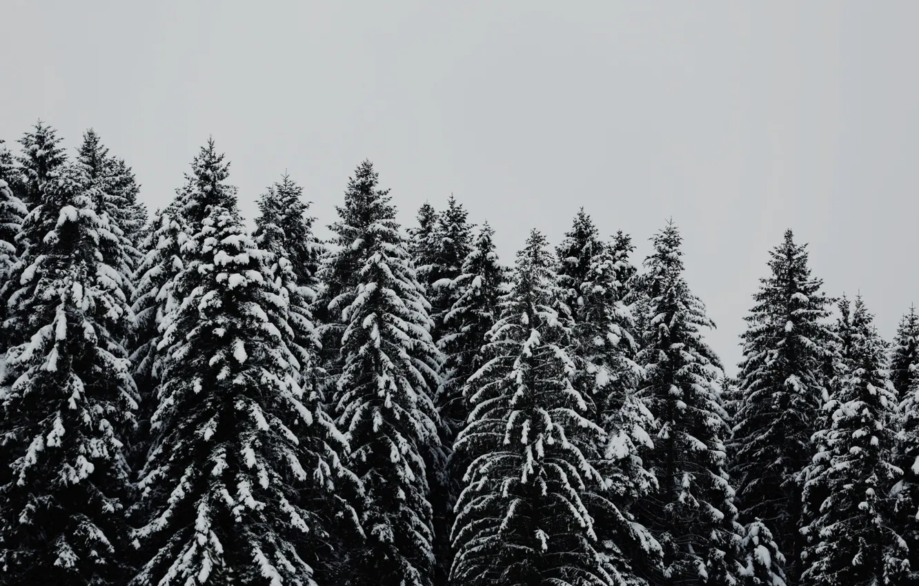 Photo wallpaper trees, snow, black and white