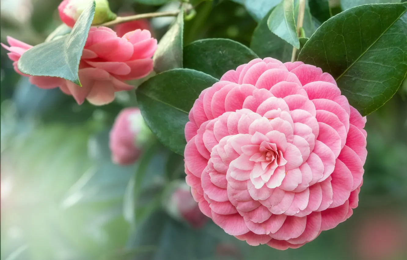 Photo wallpaper flowers, pink, Camellia
