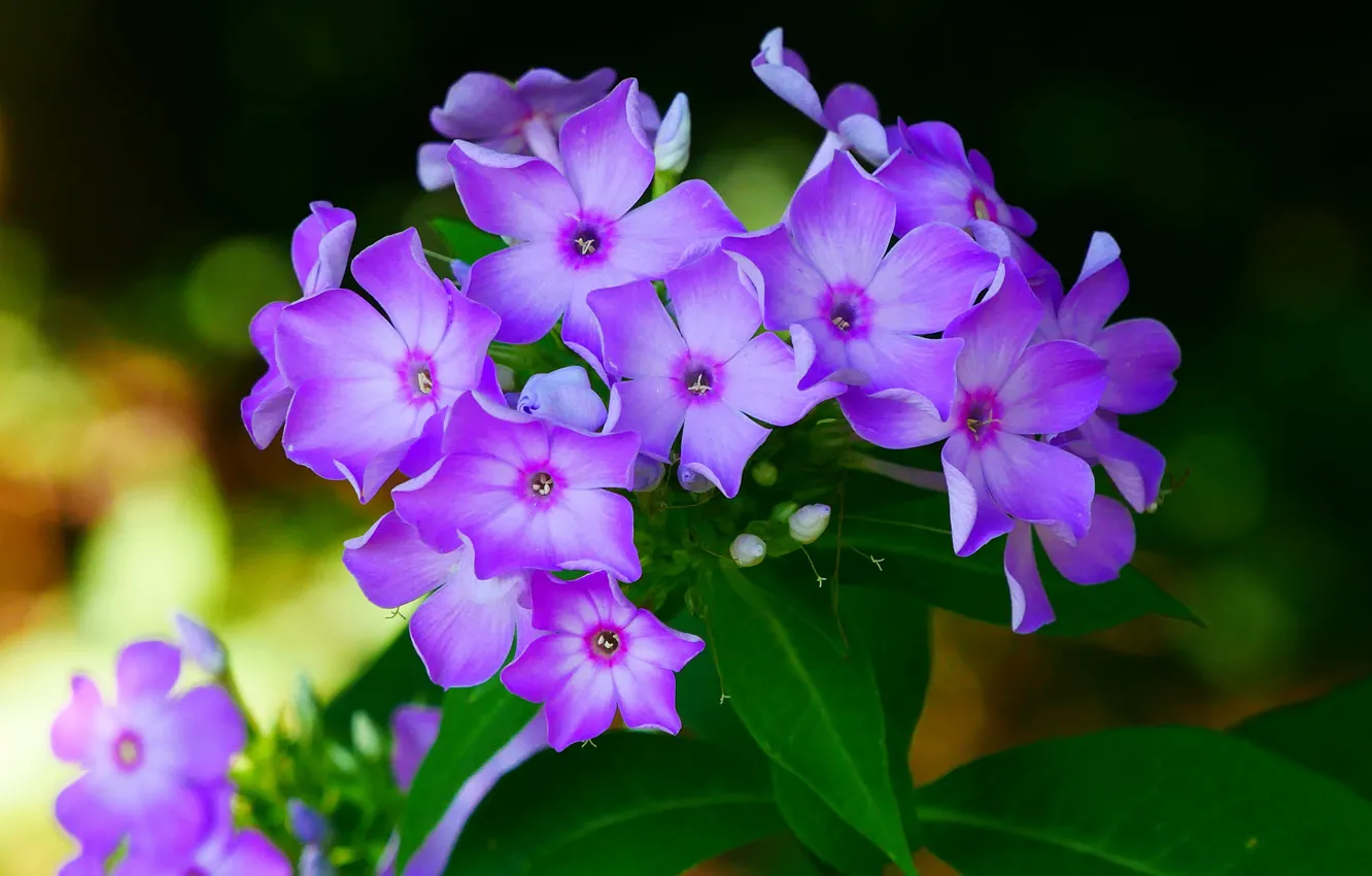 Photo wallpaper macro, flowers, lilac, Phlox