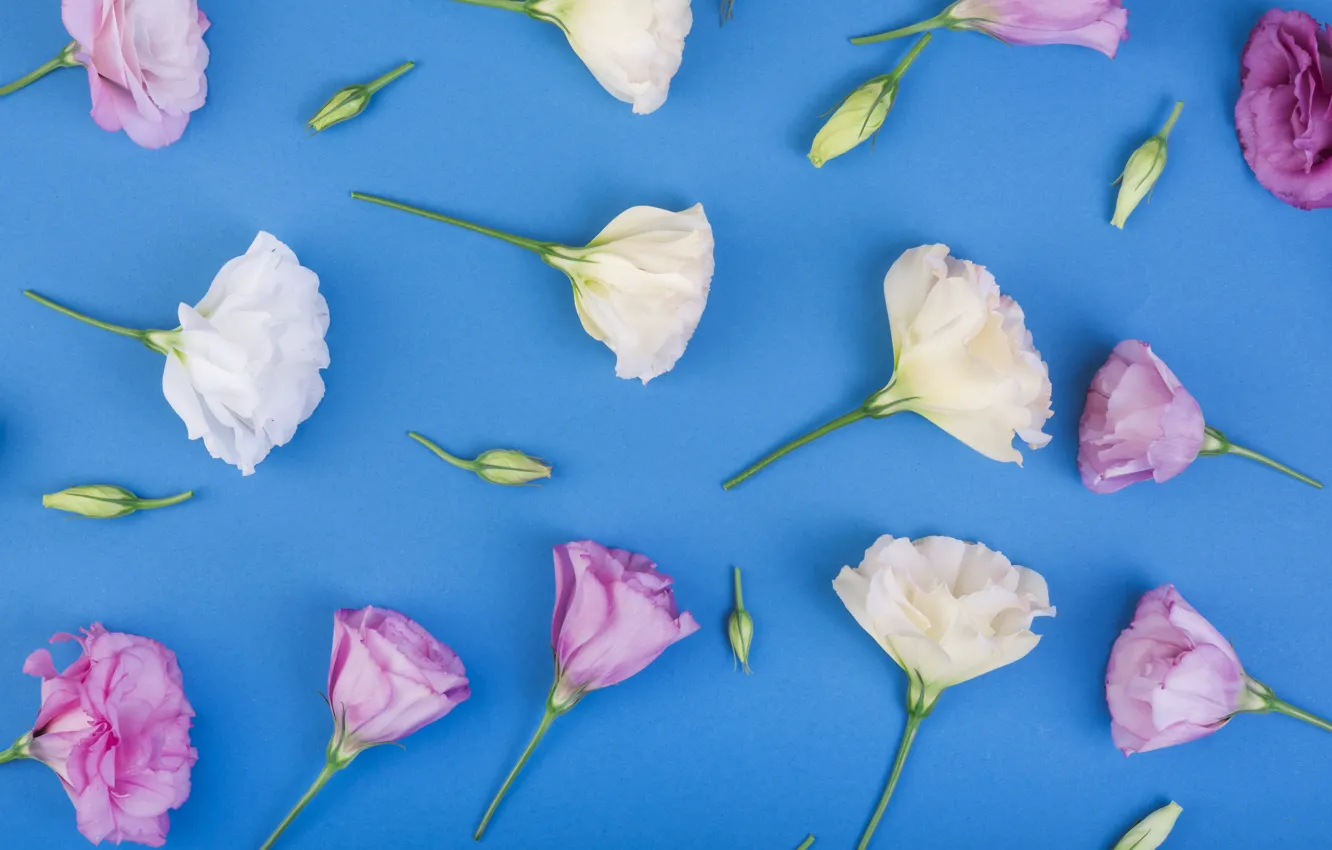 Photo wallpaper flowers, background, pink, white, pink, flowers, eustoma, eustoma