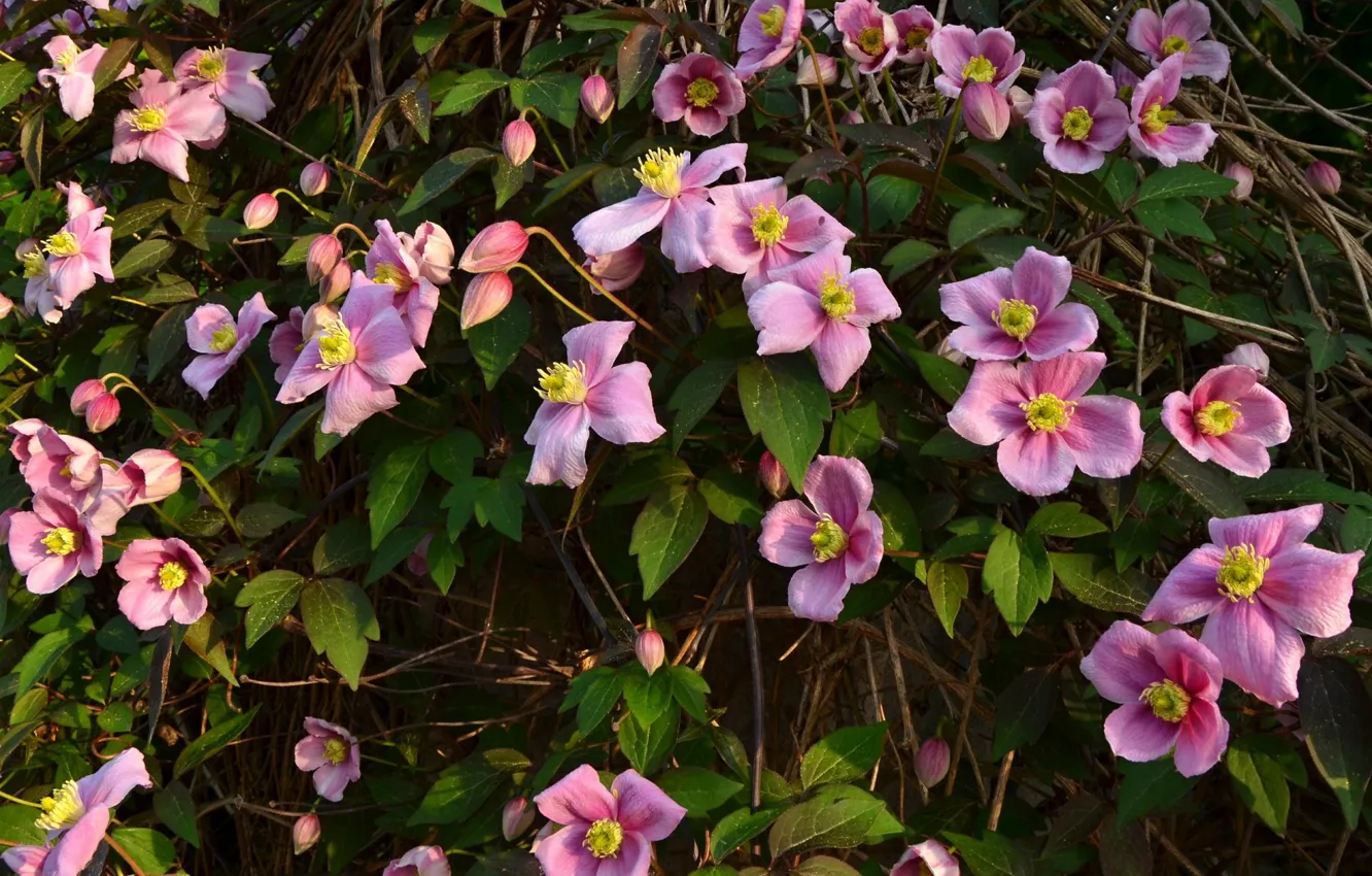 Photo wallpaper flowers, pink, clematis