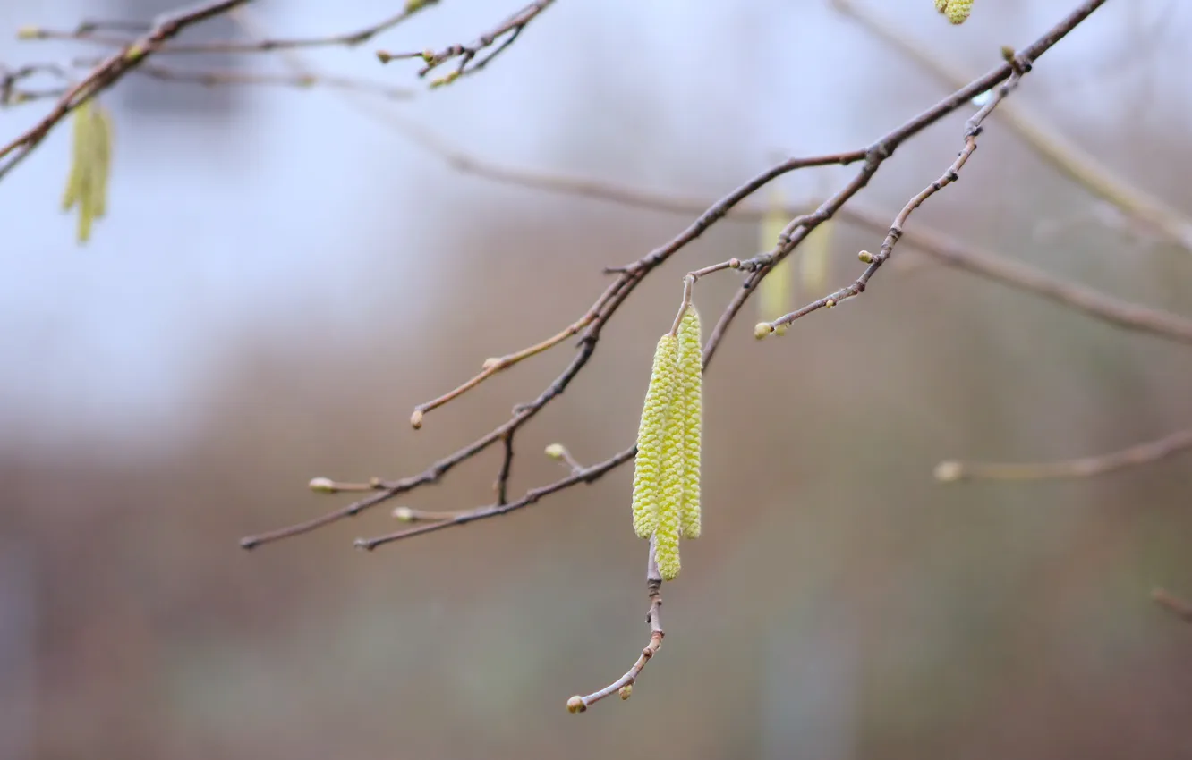 Photo wallpaper tree, plant, twig