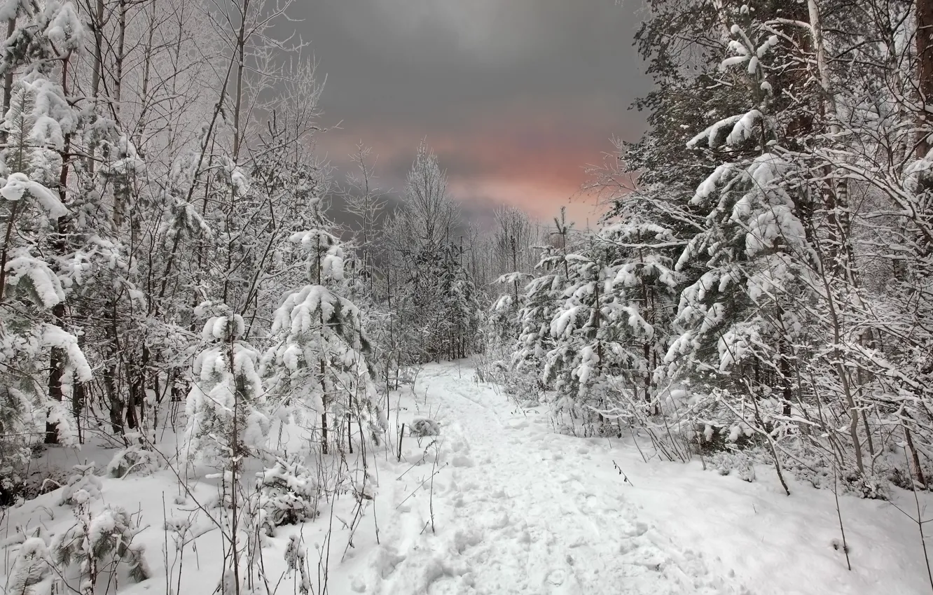 Photo wallpaper winter, forest, the sky, snow, sunset