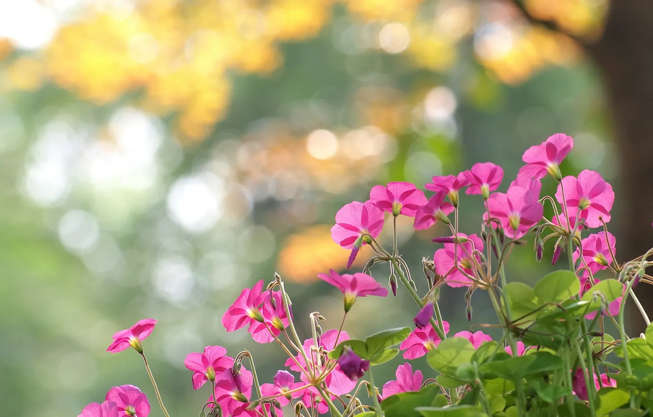 Photo wallpaper flowers, glare, pink, flowerbed