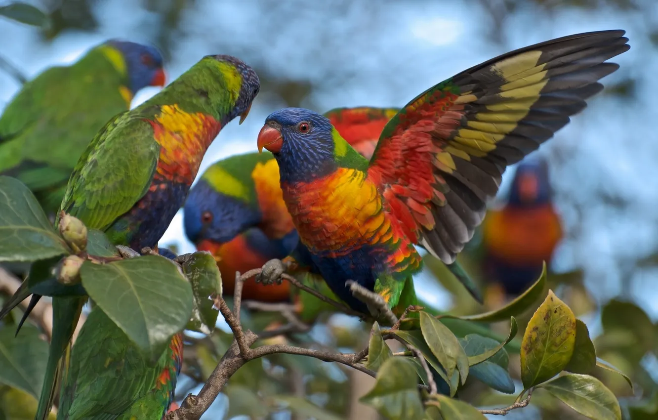 Photo wallpaper branches, parrot, multicolor lorikeet