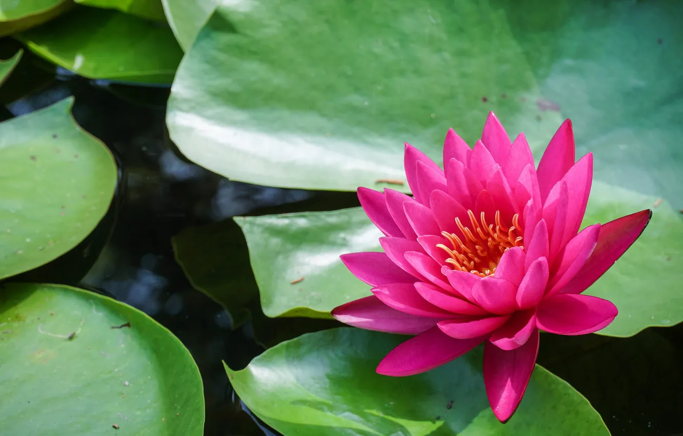 Photo wallpaper lake, foliage, pink water Lily