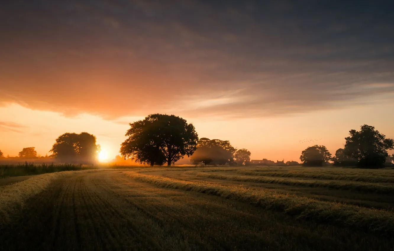 Photo wallpaper field, sunset, fog