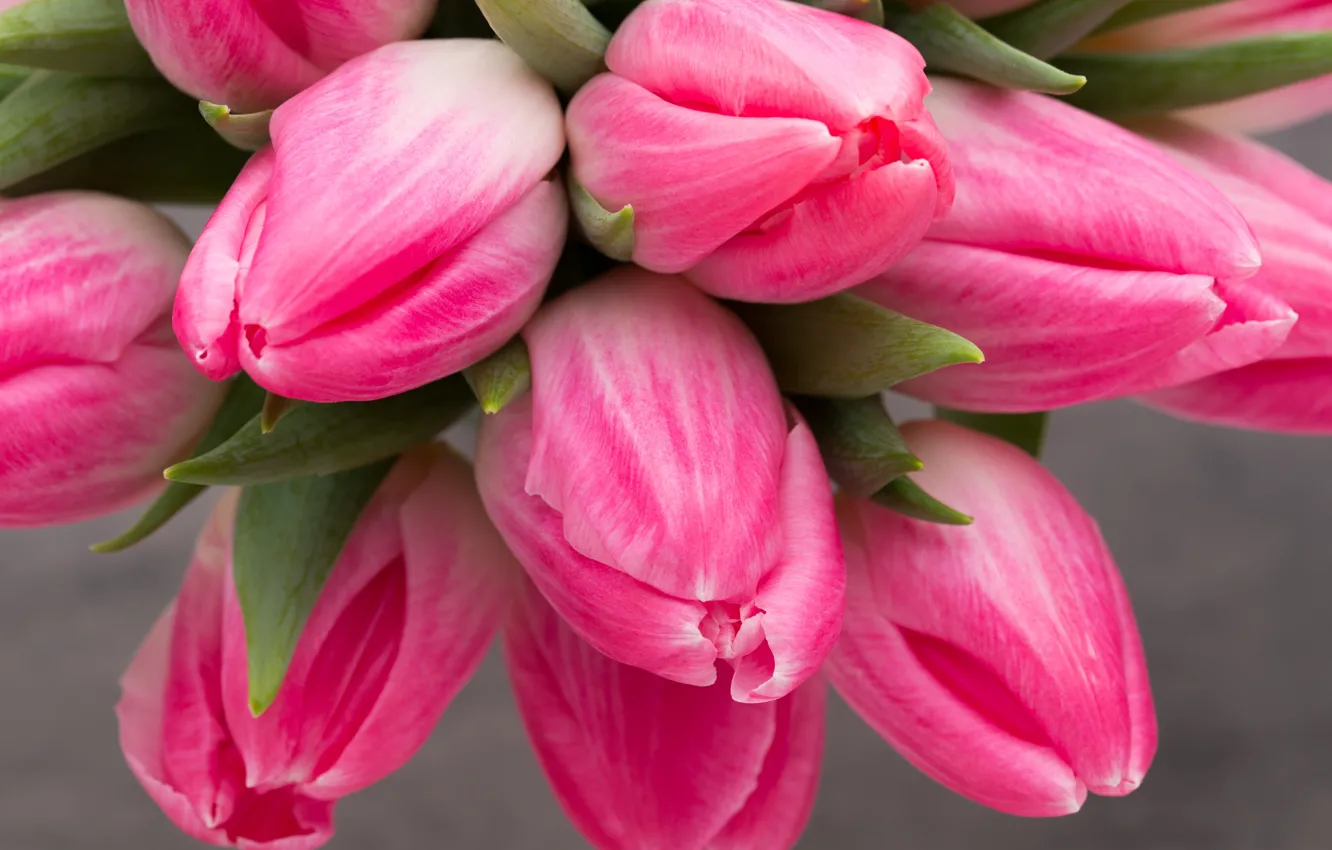 Photo wallpaper flowers, bouquet, tulips, pink, fresh, pink, flowers, beautiful