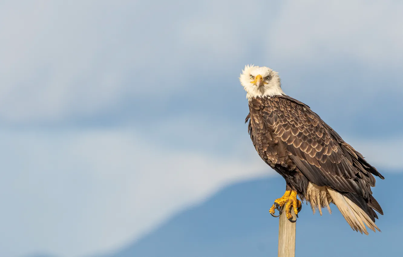 Photo wallpaper winter, look, snow, mountains, bird, posts, blue background, predatory