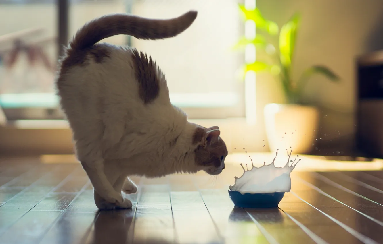 Photo wallpaper cat, squirt, room, jump, milk, floor, bowl, Ben Torode