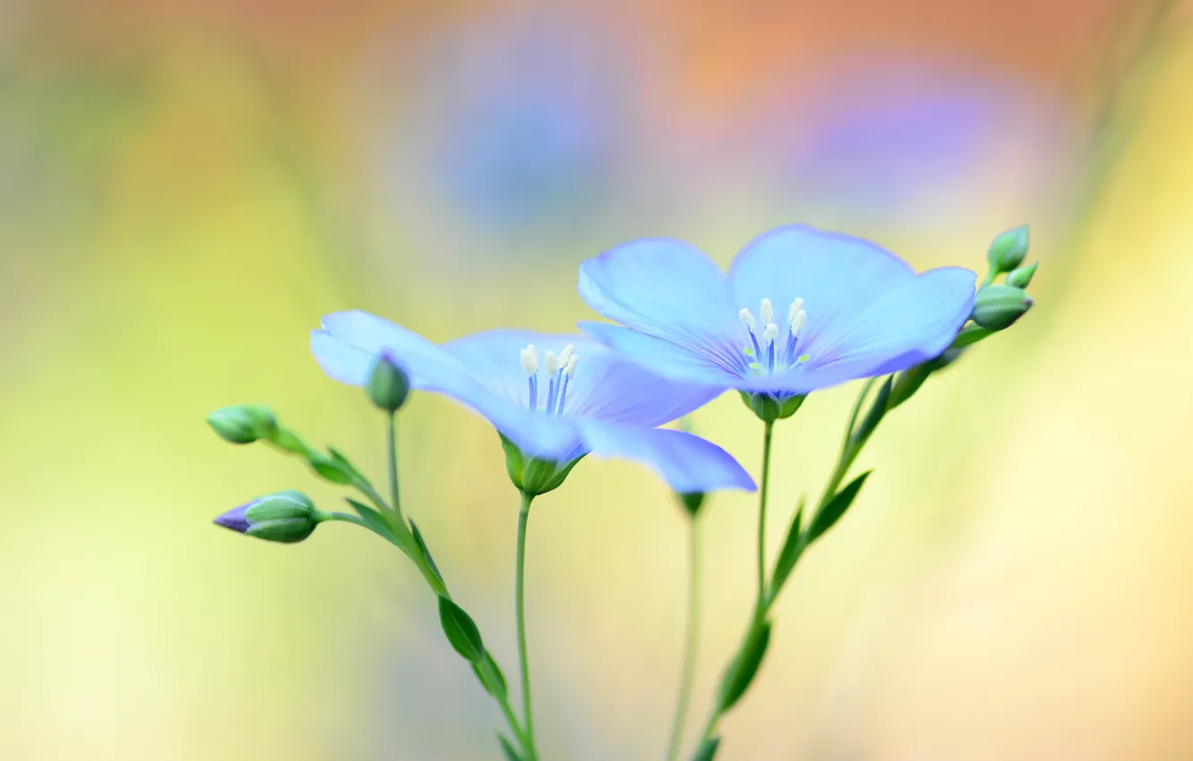 Photo wallpaper flowers, background, blur, blue, len
