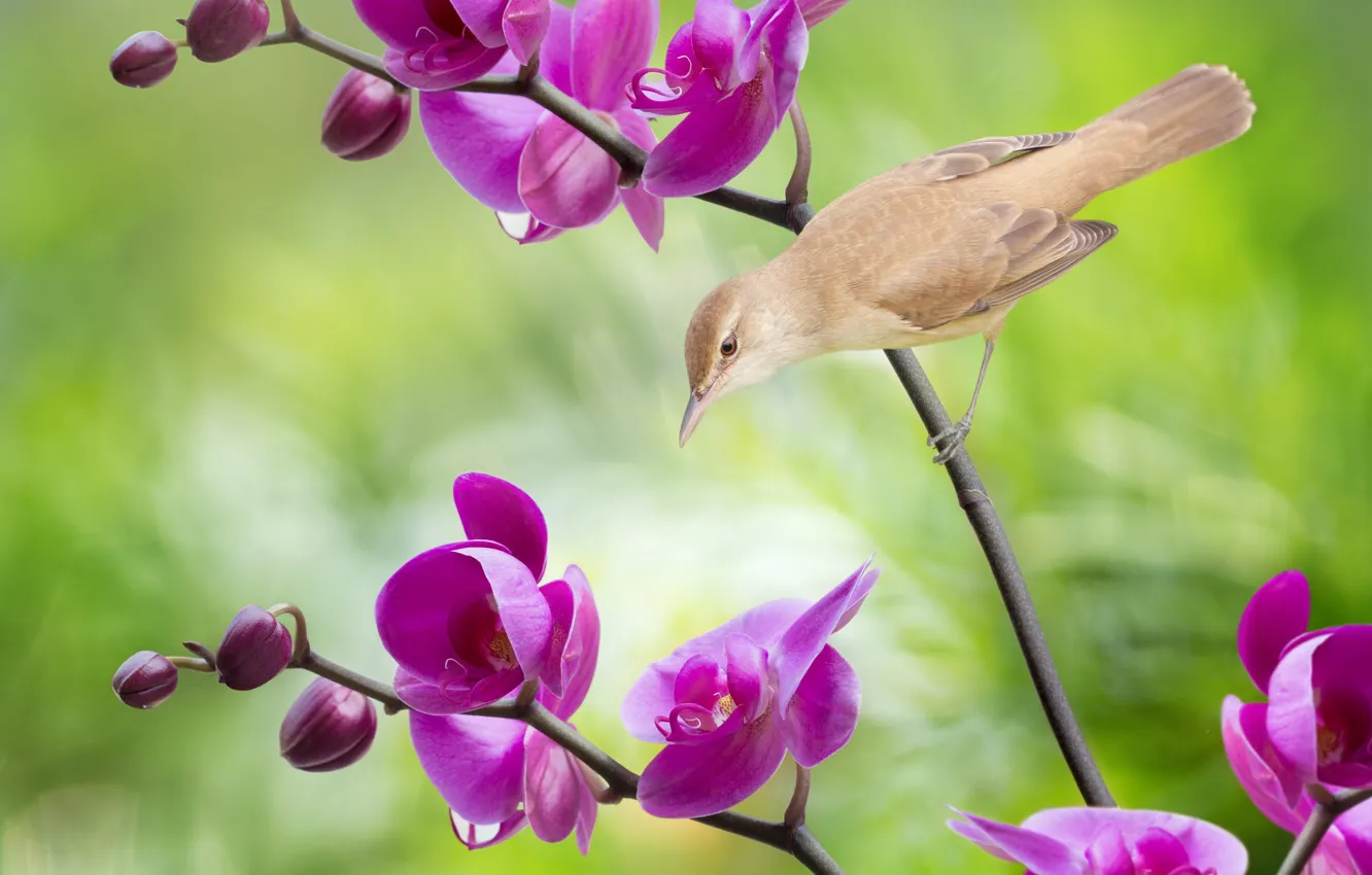 Photo wallpaper flowers, background, bird, Orchid, Phalaenopsis, Thrush - like reed warbler