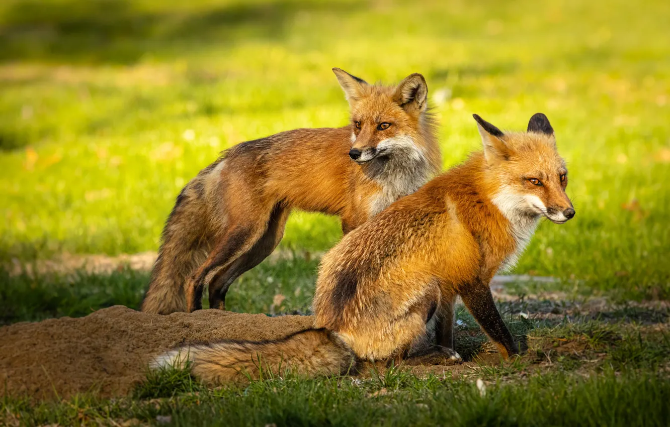 Photo wallpaper greens, light, pose, glade, two, Fox, pair, Fox