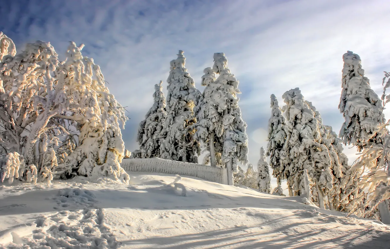Photo wallpaper winter, snow, trees, Germany, Germany, The Harz national Park, Harz National Park