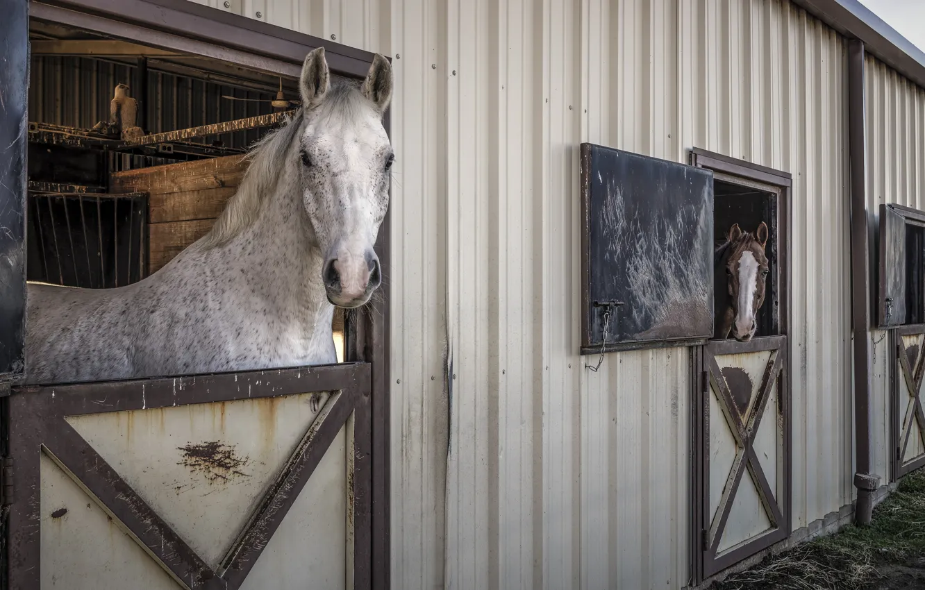 Photo wallpaper horse, horse, stallion, stable
