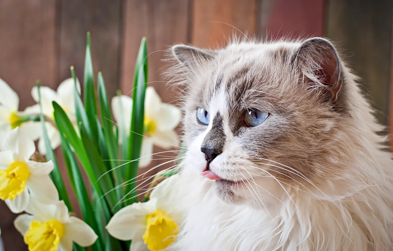 Photo wallpaper cat, flowers, daffodils, though