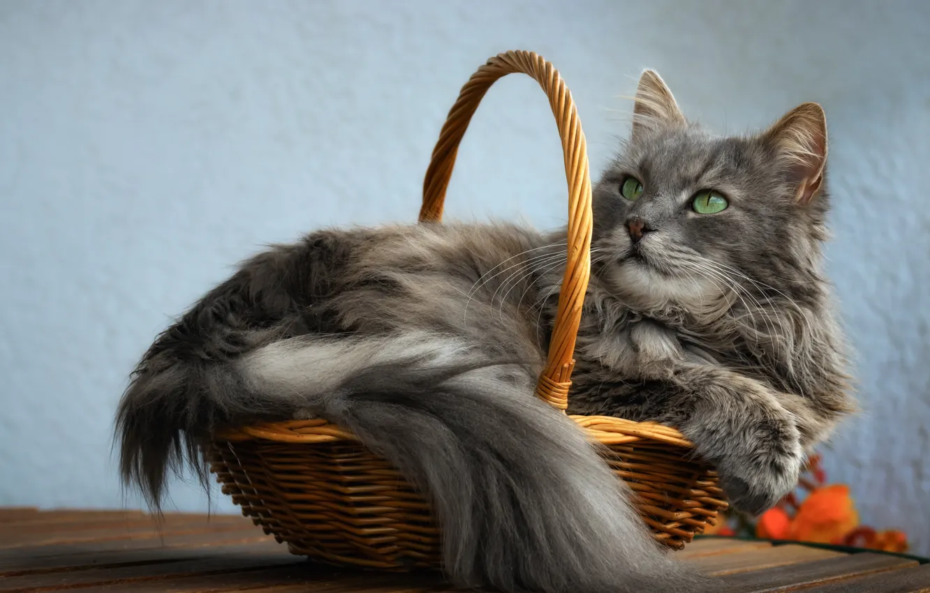 Photo wallpaper cat, cat, look, face, pose, comfort, grey, background