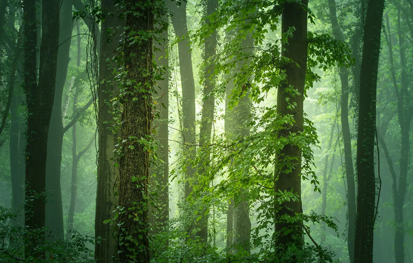 Photo wallpaper greens, forest, trees, branches, fog, foliage