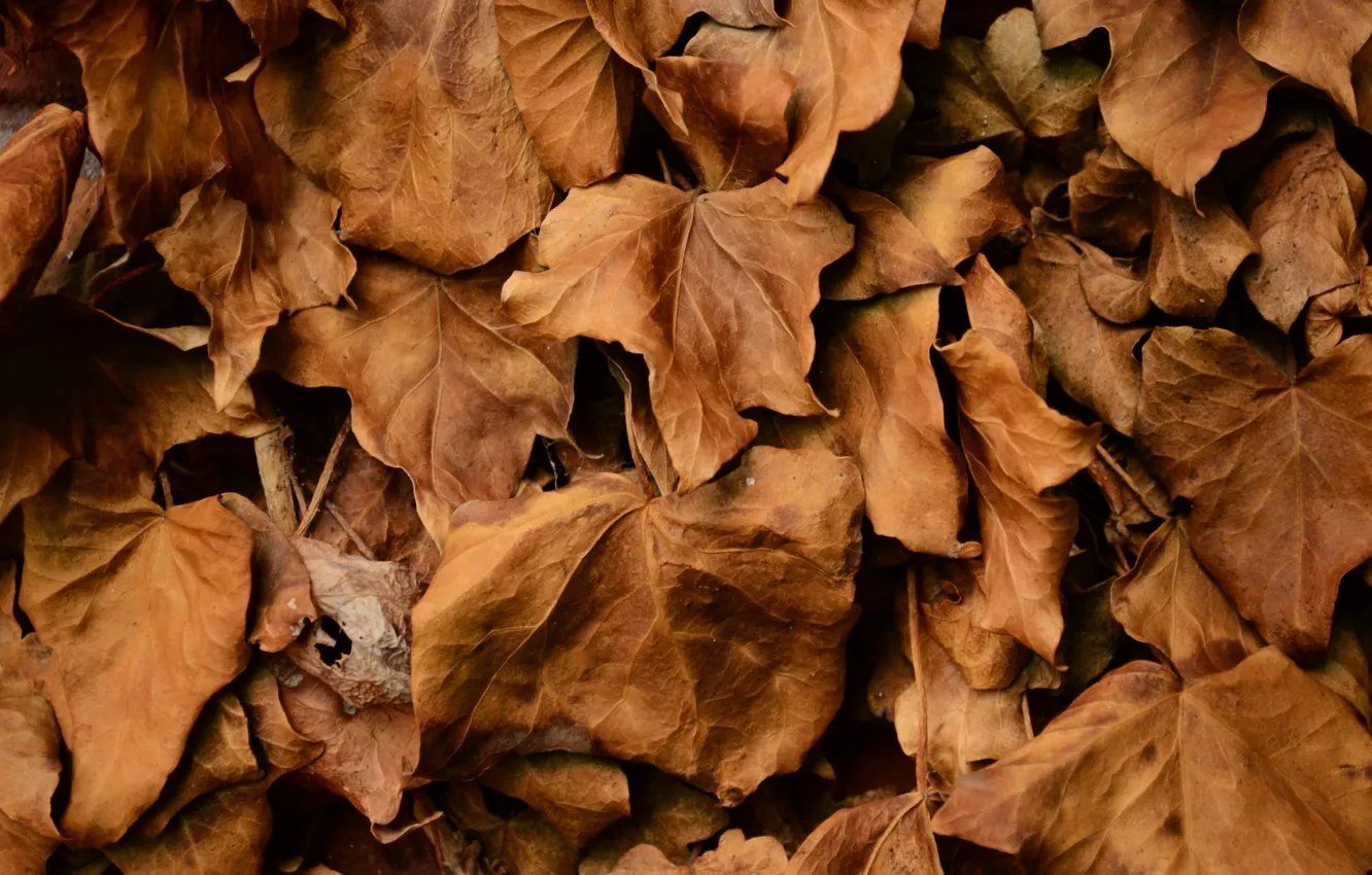 Photo wallpaper autumn, leaves, dry